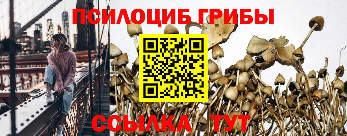 Галлюциногенные грибы Psilocybe Чистополь